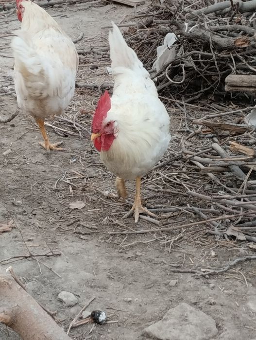 Хурозлар сотилади