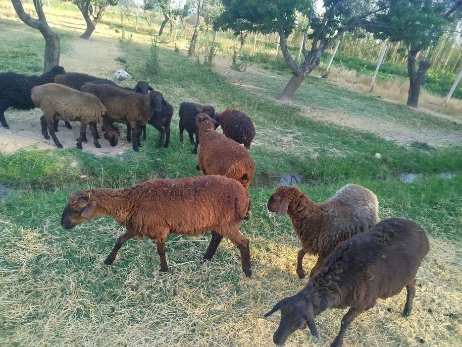 Срочно кайлар сотилади сони 11 та 4 та кочкор 7 та кой койлар бугоз