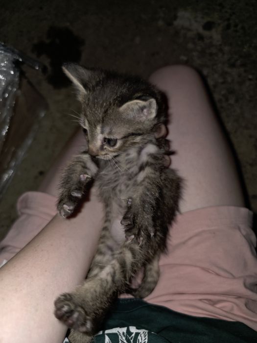 Котята ищут дом!!