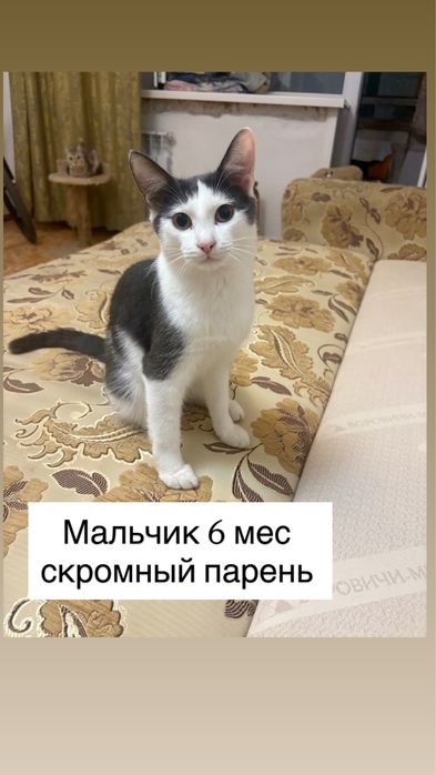 СРОЧНО отдам домашних котят в добрые руки