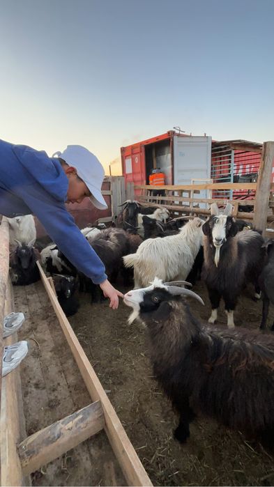 100 бас ешкі сатылады