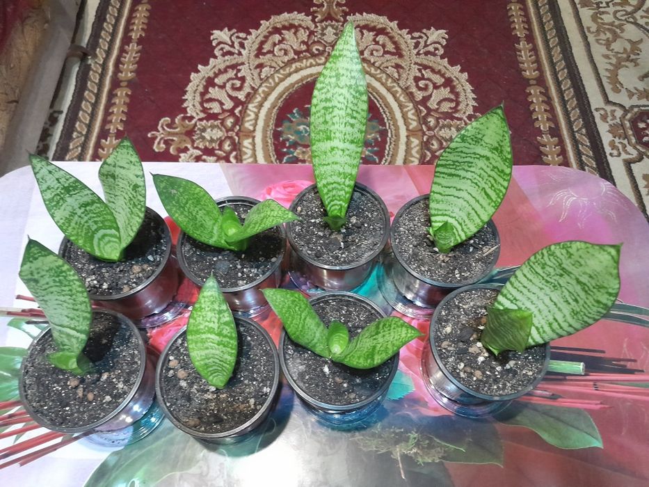 Продаю цветы. Разные.