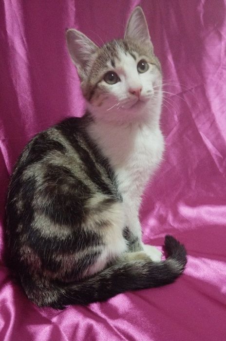 Ищет новый дом котятя!