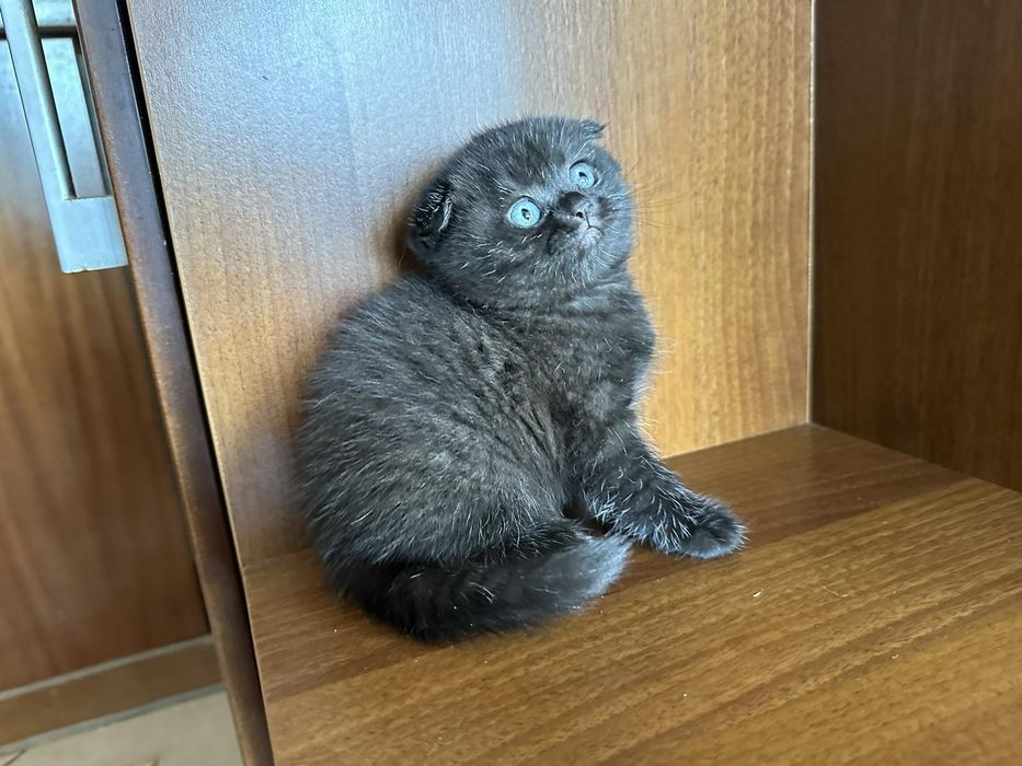 Британска късокосместа и Шотландска клепоуха котка
