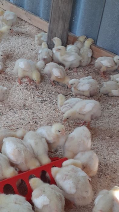 Бройлер кобб 500 сатылады