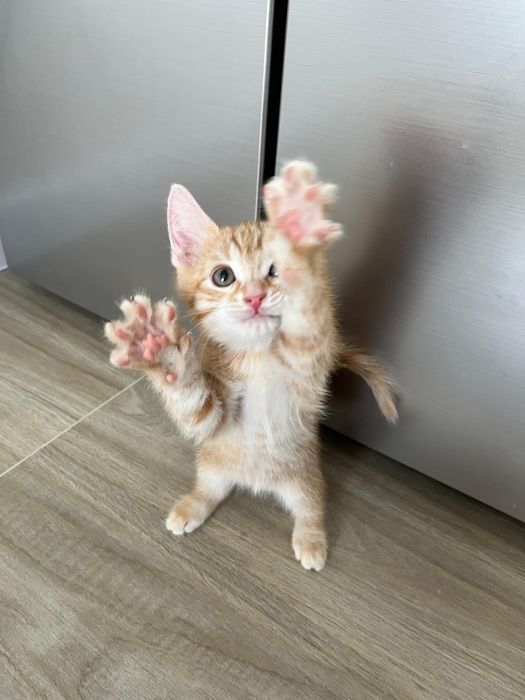 Котёнка отдам в добрые руки.