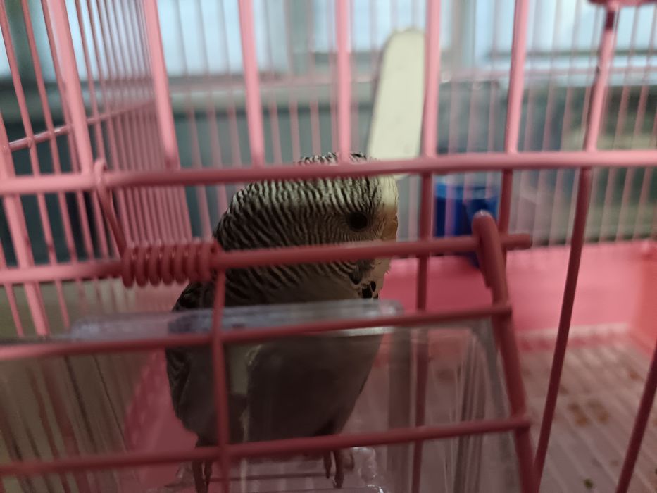 продаю попугая девочку!!!