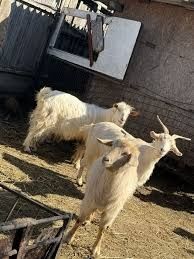 Oi capre românești