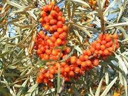 облепиха, ракитник, морски зърнастец или сибирски ананас