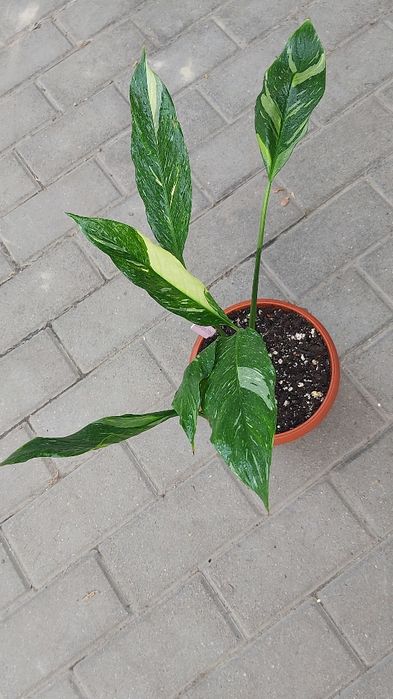 Спатифиллум Даймонд