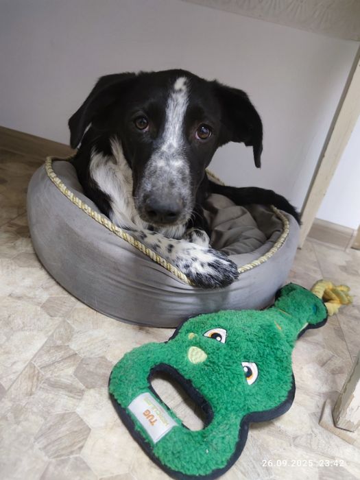 Отдаётся щенок Нюша в ответственные руки!