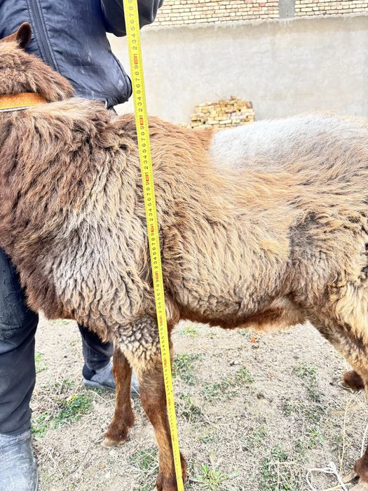 Кучкор билан мода барра сотилади