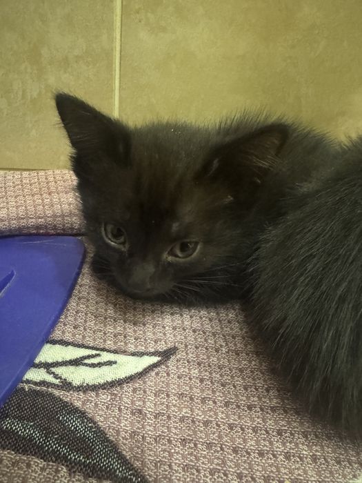 Срочно отдадим котенка