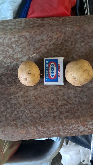 Продам картофель дачный. Жёлтый.