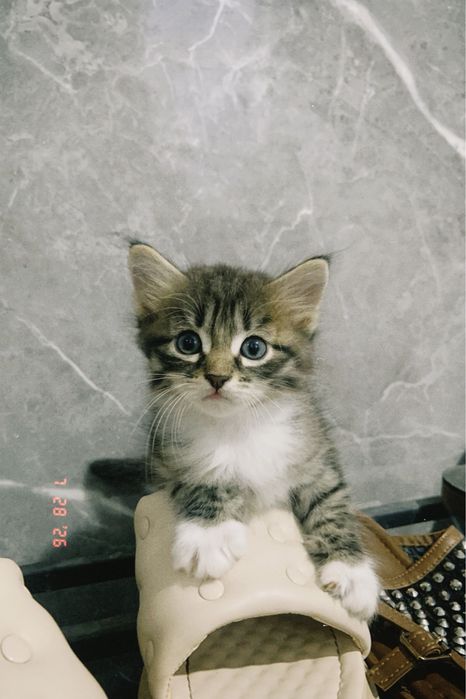 Продается котёнок девочка