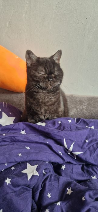 Ищем кота для британочки