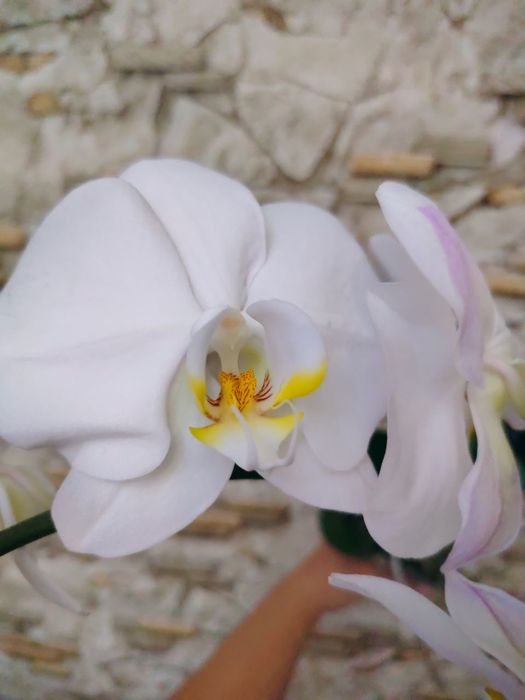 Phalaenopsis Amabilis