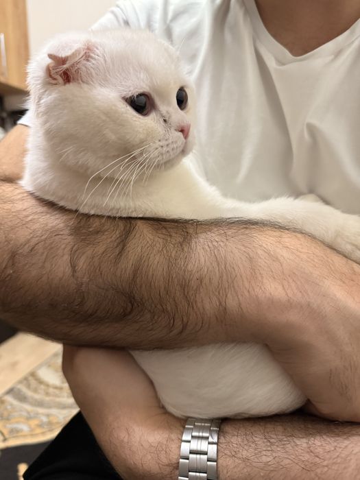 Скотиш фолд кот