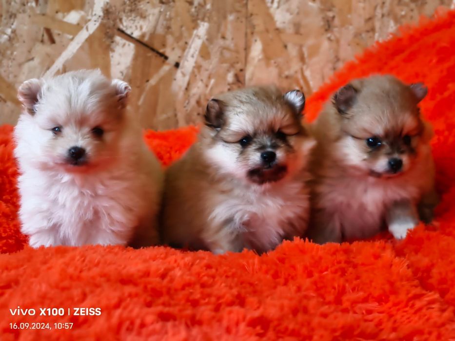 Очаровательные щенки шпица