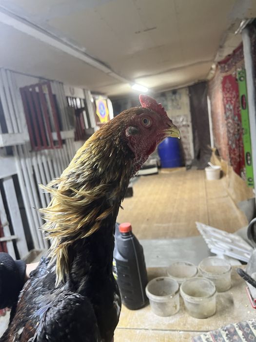 Дакан майский Джужа