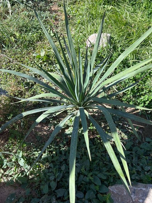 Кустарники, самшит, юка и тд