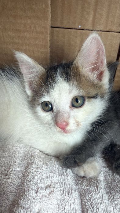 Котенок девочка  кошечка бесплатно 1,5 месяца