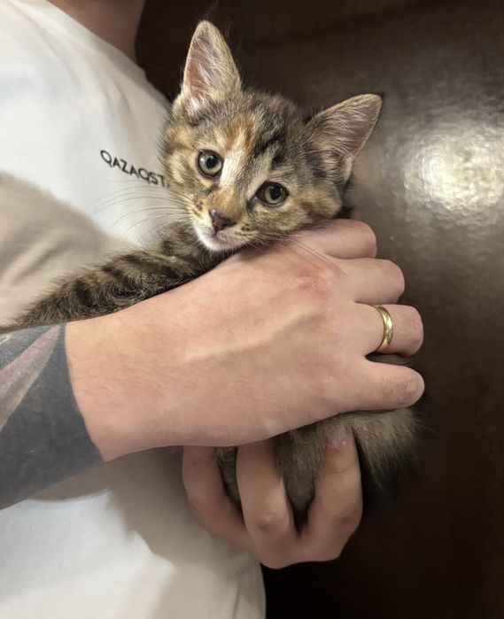 Отдаем котенка! Девочка!