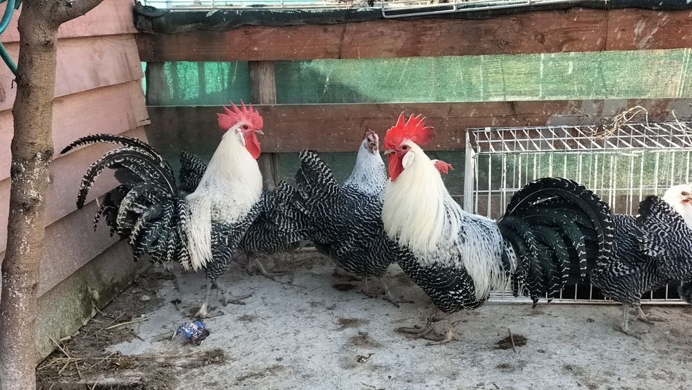 Vând familie Brakel Argintiu