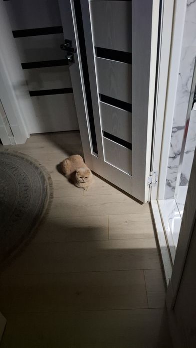 Кот готов вязку приглашаем девушки