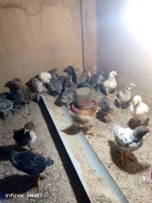 Jojalar sotiladi 1oylik 2oylik