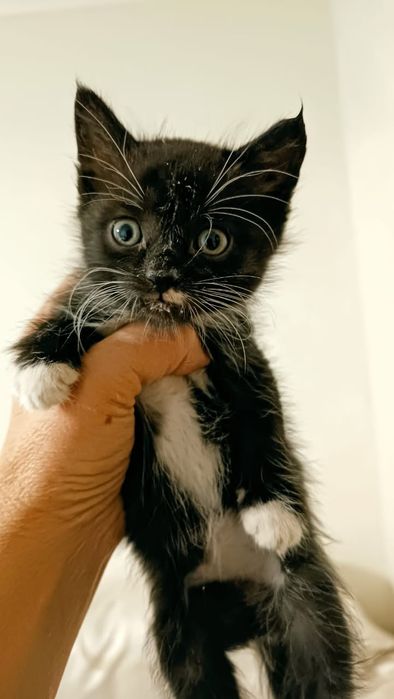 Милые дворянских кровей малютки