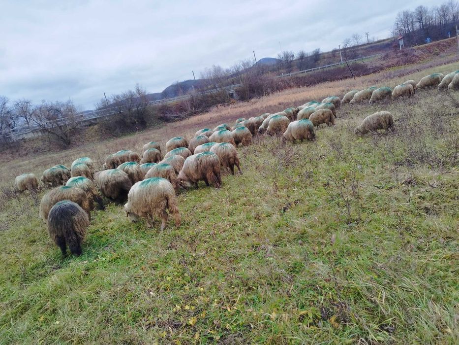 Vând oi cu miei.