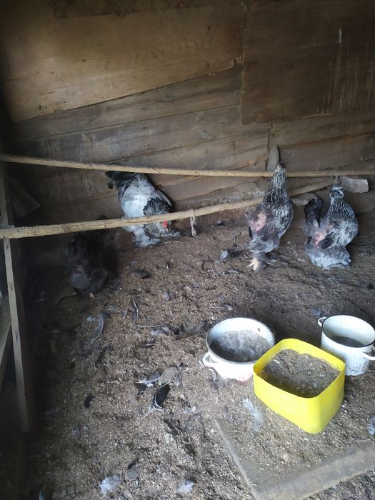 В продаже куры брама питухи