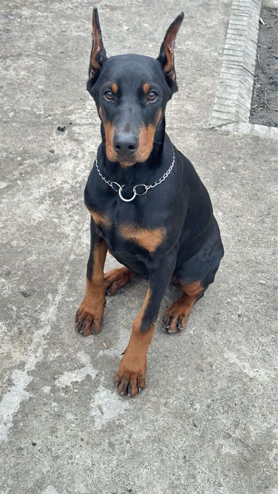 Щенок добермана девочка