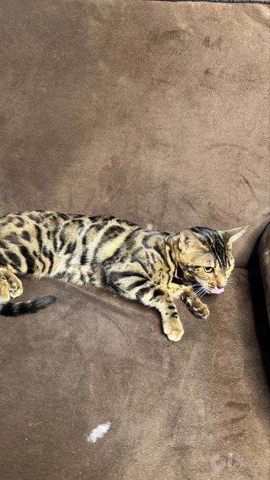 Бенгальская Кошка