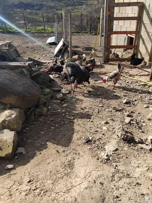 Продавам пилета и пуйки