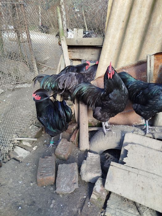 Vând cocoși australorp