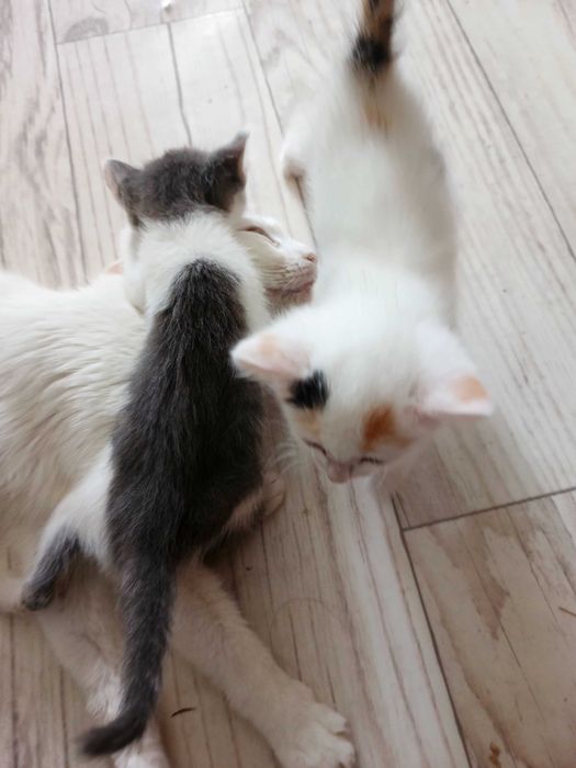 Отдам котят в добрые руки
