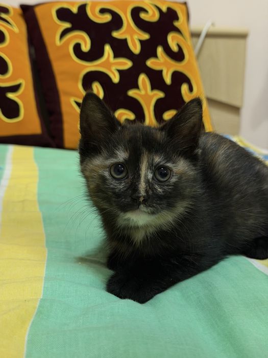 Котенок в добрые руки