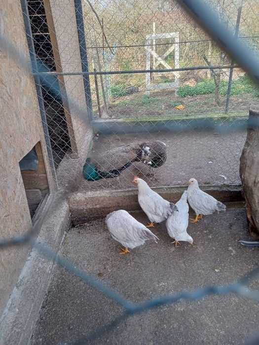 Găini și cocos italiana perlata, marans , găini pitice