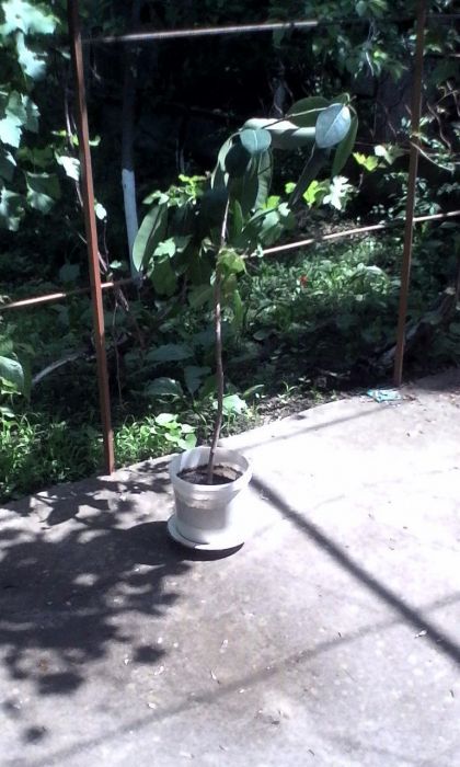 фикус домашний большой