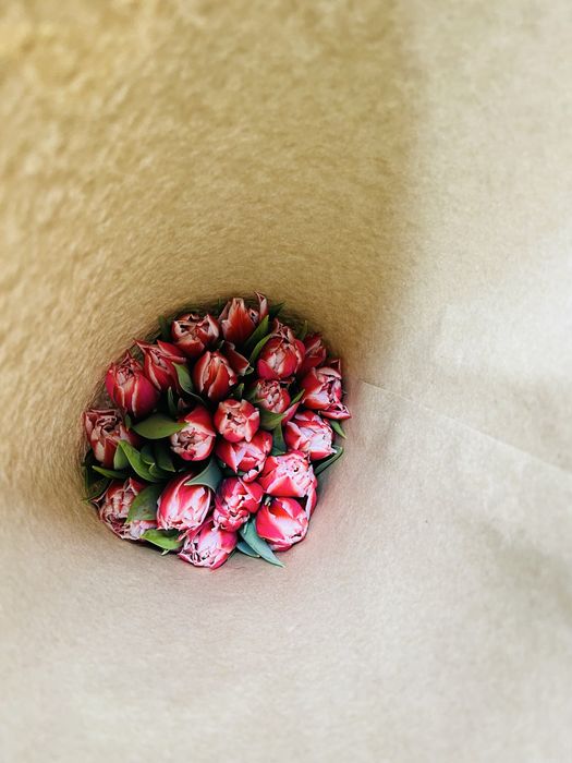 Тюльпаны только оптом