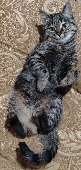 Отдам кошку бесплатно