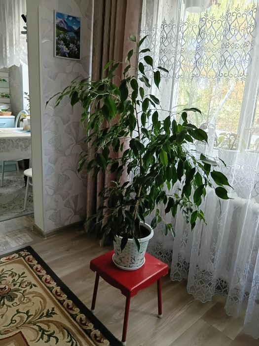 Продаются  цветы