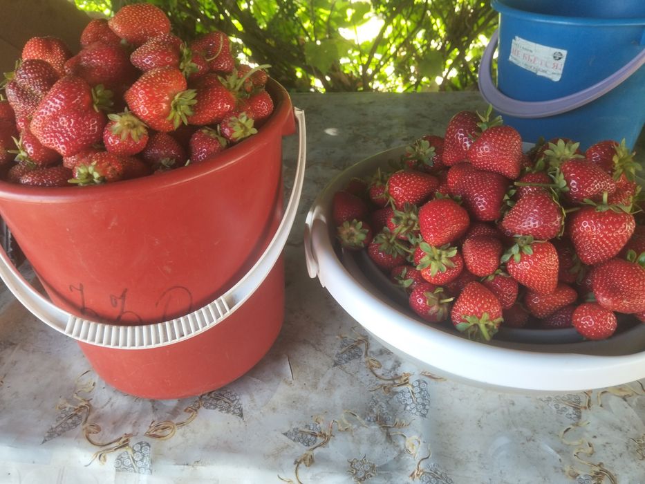 Продам домашнюю клубнику.