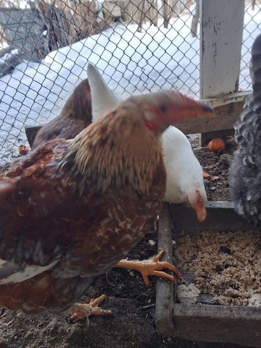 Продаются петухи