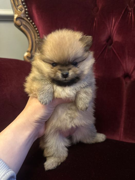 Померан XXS (Mini)