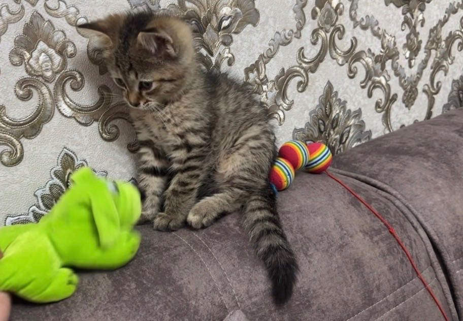 Котята в любящую семью