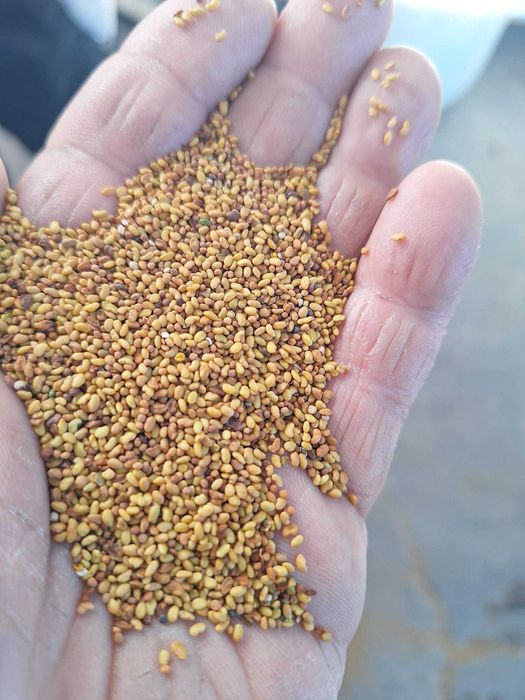 Люцерново семе люцерна семена