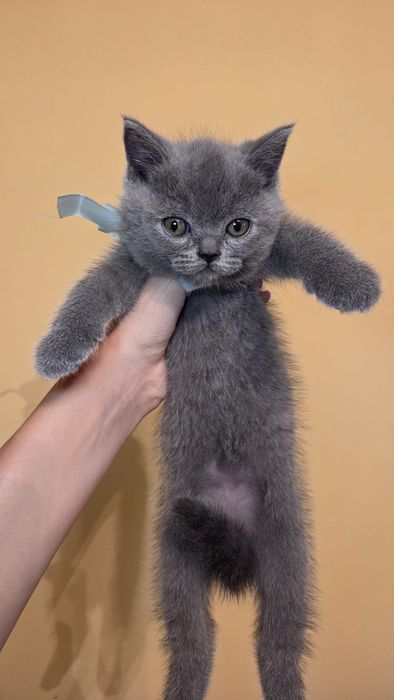 Puiuți Scottish Fold/Straight